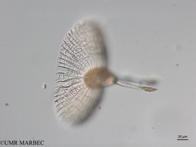 phyto/Brazilian_Nordeste/Northeastcoast_station28/ABRACOS2 April 2017/Ornithocercus splendidus (Snap-171))(copy)_thumb.jpg